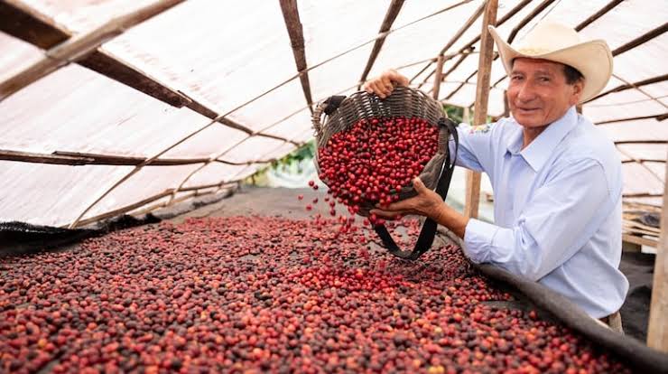 El café peruano conquista nuevos mercados y sus exportaciones alcanzan los US$325 millones